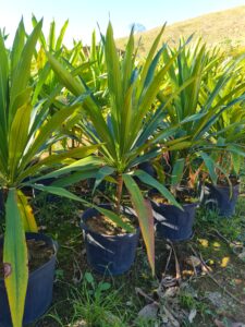 dracena-arborea