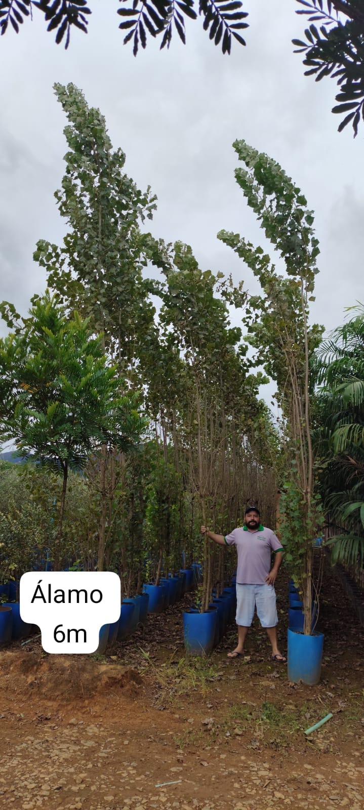 alamo-6m