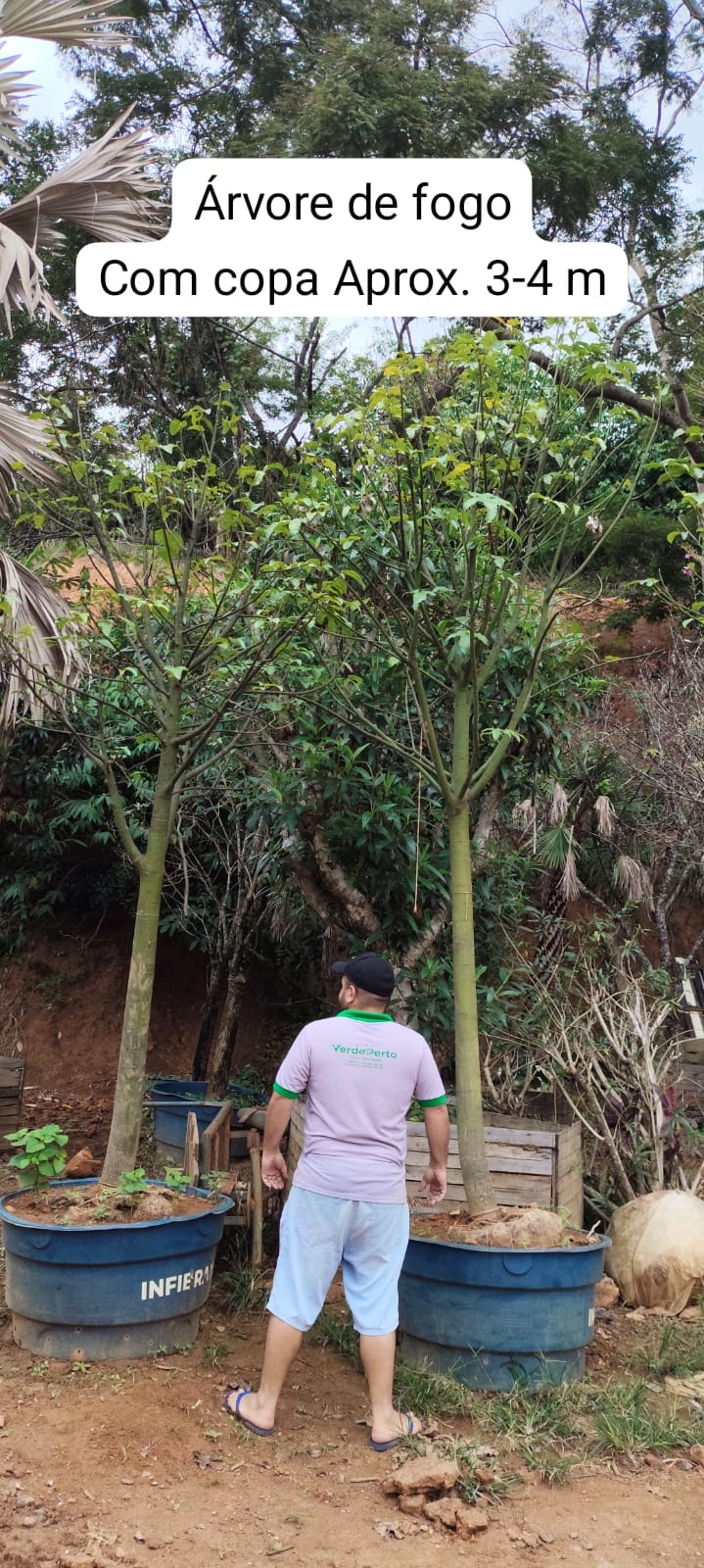 arvore-de-fogo
