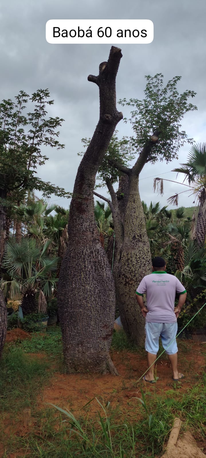 baoba-60anos