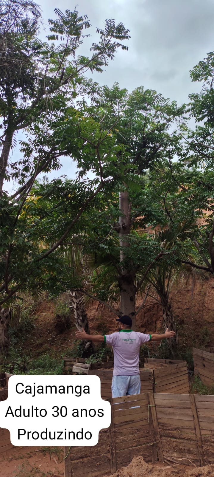 cajamanga30anos