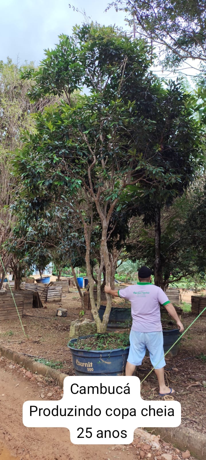 cambuca25anos