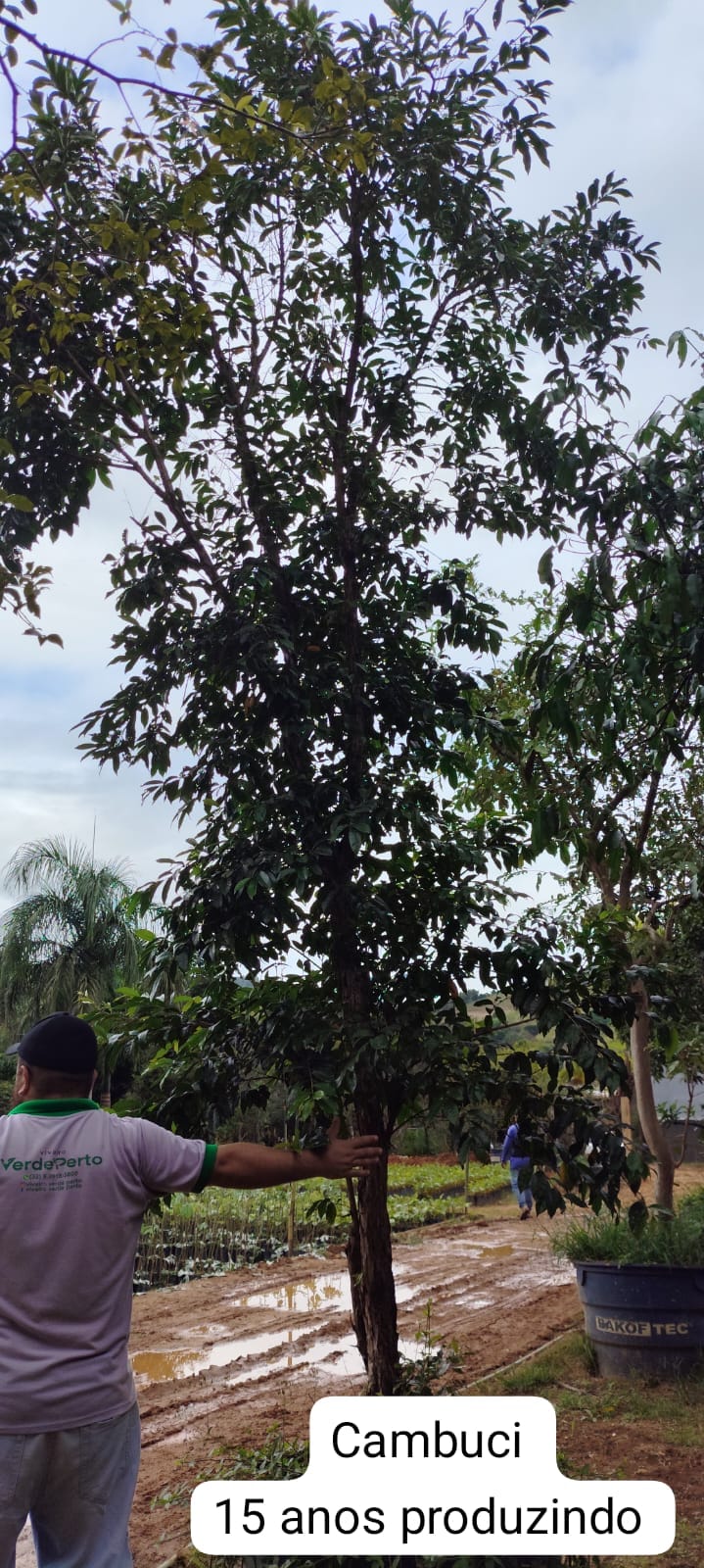 cambuci-15anos