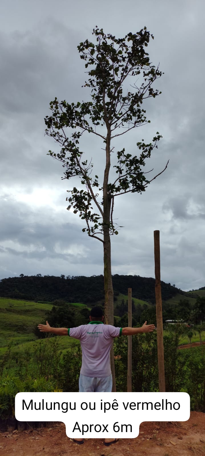 ipe-vermelho6m