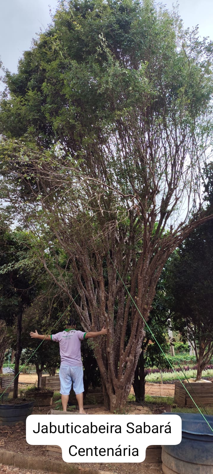 jaboticabeira-sabara100anos