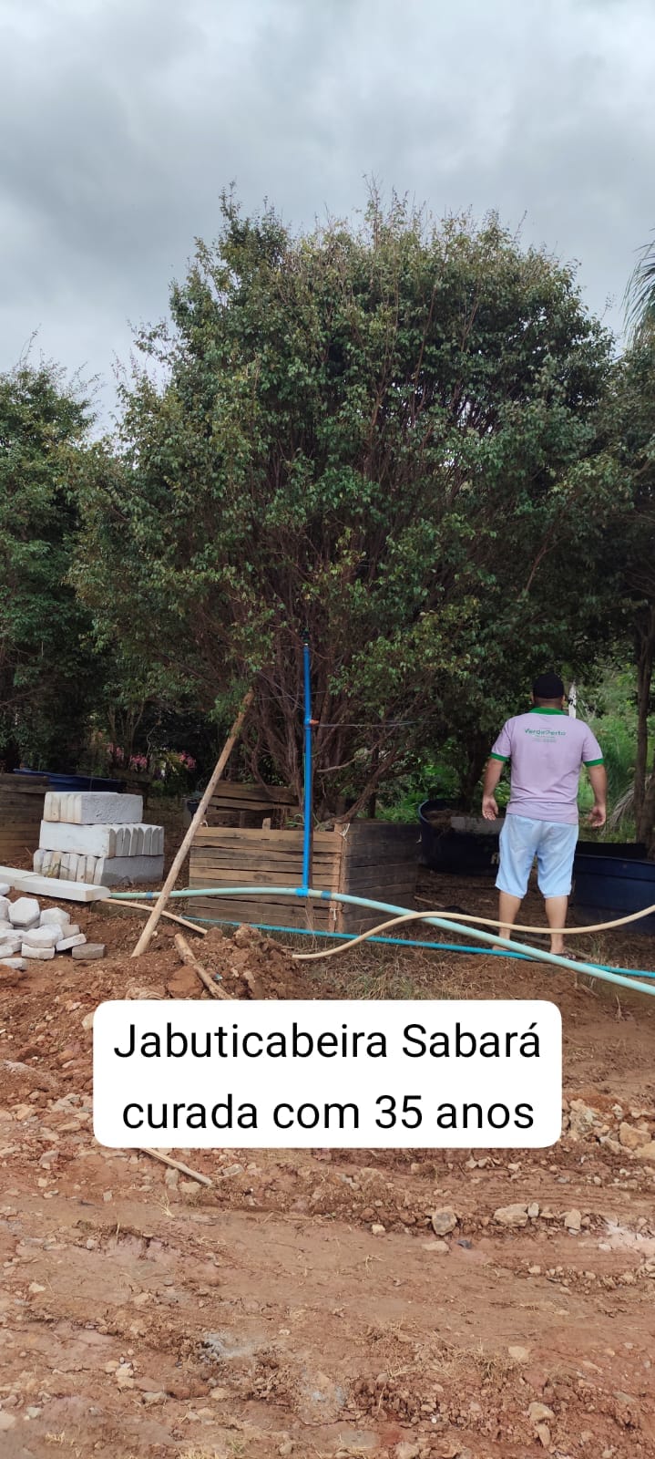 jaboticabeira-sabara35anos