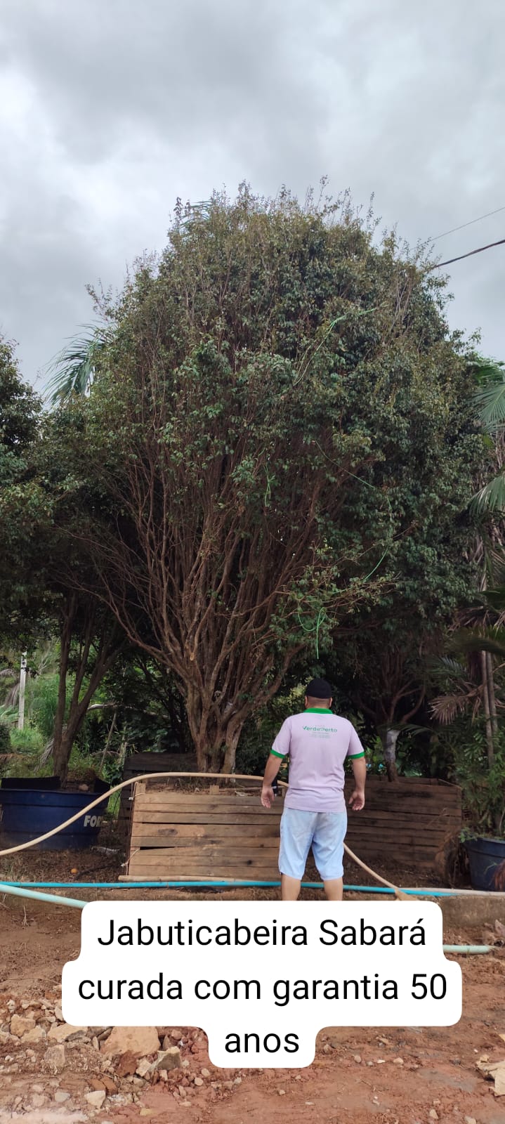 jaboticabeira-sabara50anos