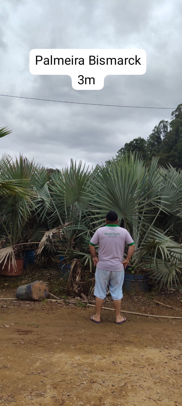 palmeira-bismarck3m