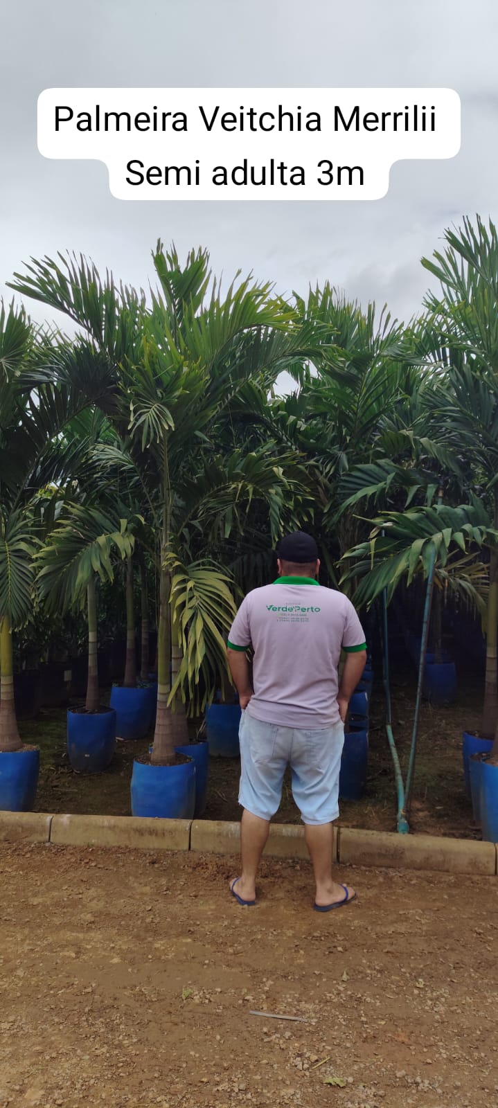palmeira-veitchia