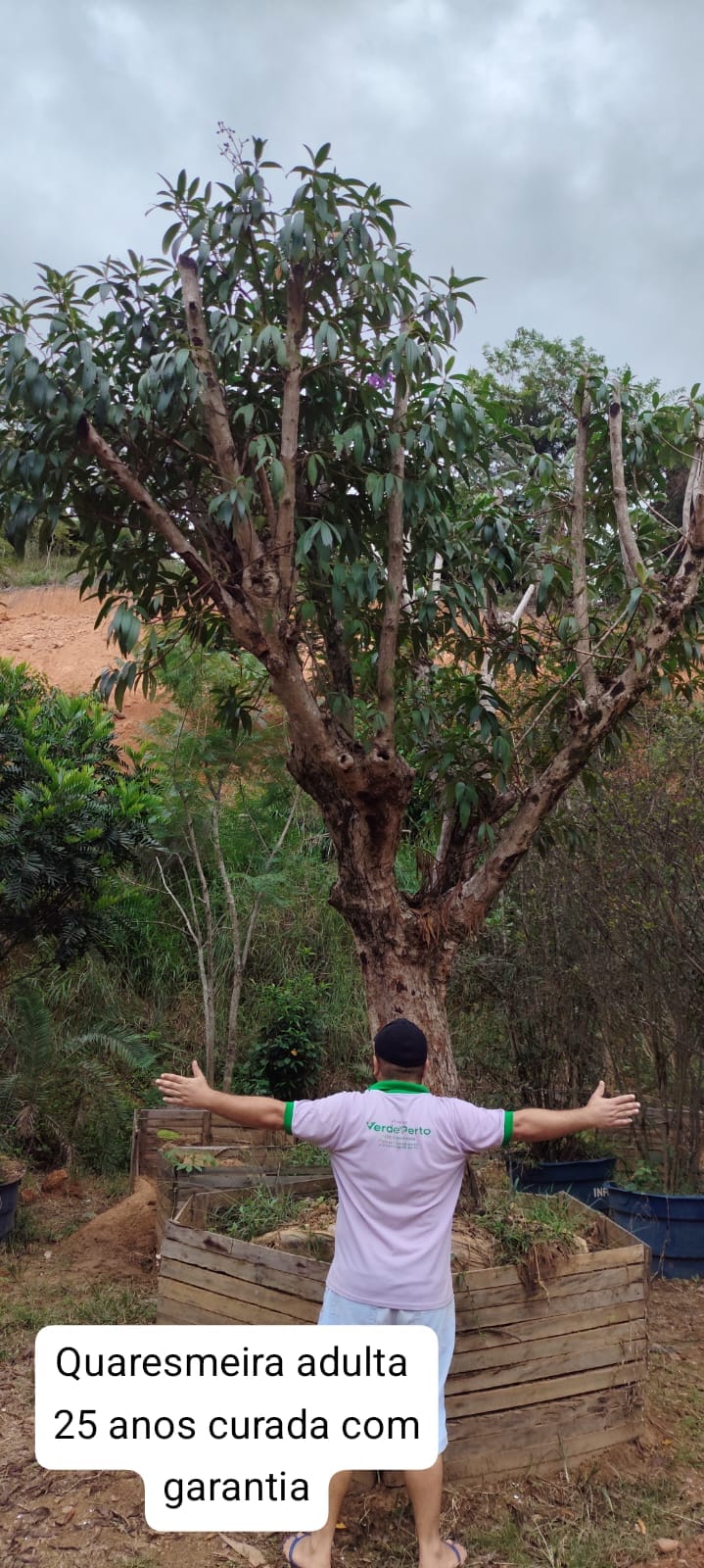 quaresmeira-adulta25anos