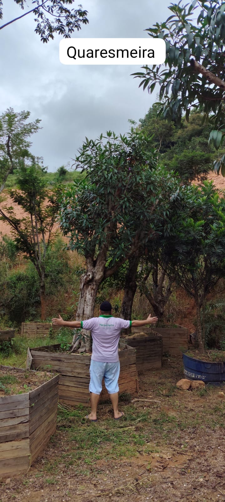 quaresmeira